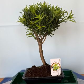Bonsai Podocarpus