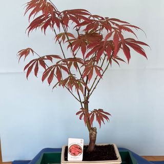 Bonsai acer
