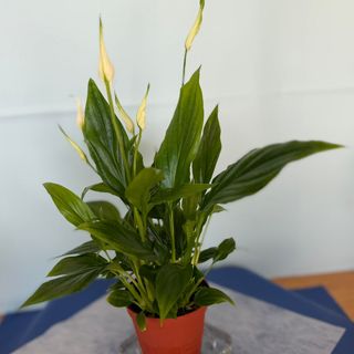 Lirio da paz 30 cm