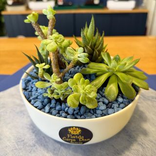 Taça de suculentas mix (branco/azul)