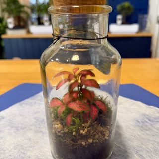 Terrario 20 cm