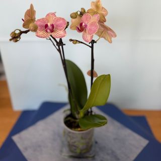 Orquidea média de 2 astes