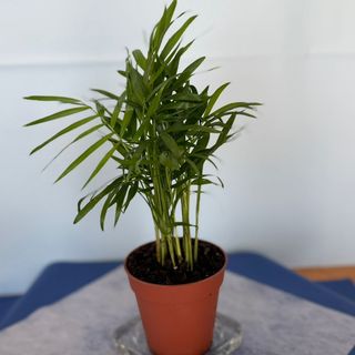 Areca 30 cm