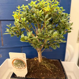 Bonsai Ilex