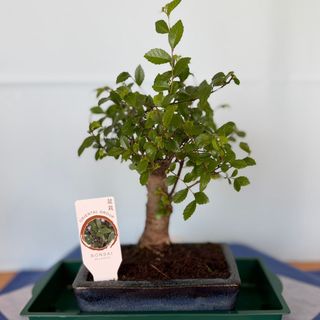 Bonsai Zelkova