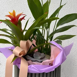Planta mix