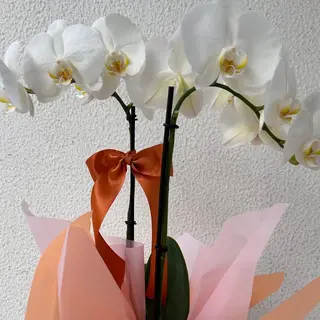 Orquidea white