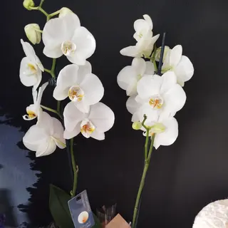 Orquia phalaenopsis