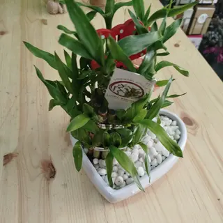 Bambo sandrerina