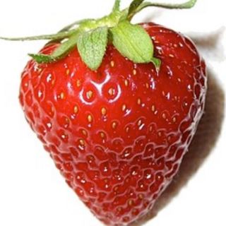 Morango fruta fresca