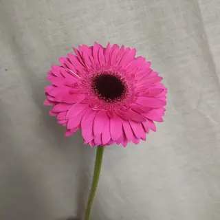 Gerbera