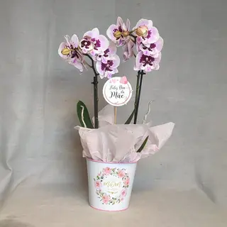 Orquidea