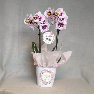 Orquidea