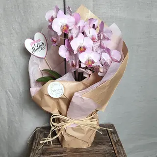 Orquidea de Vaso