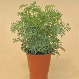 Arruda