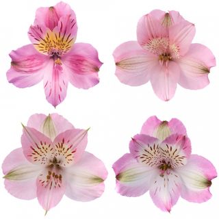 Astromélia Rosa
