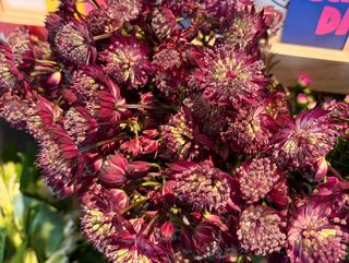 Astrantia Rosa