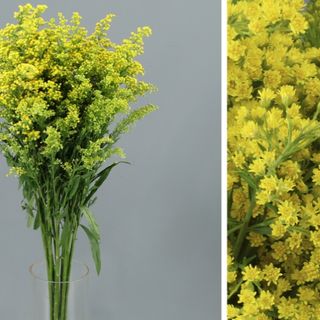 Solidago Tara