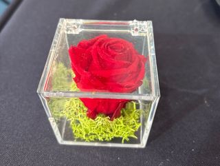 Rosa Preservada