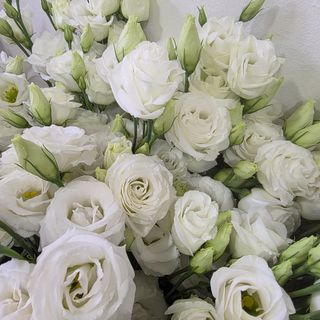 Molho de eustoma branca