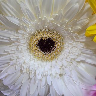 Ramo com 7 gerberas brancas