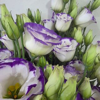 Molho de eustoma branca com azul