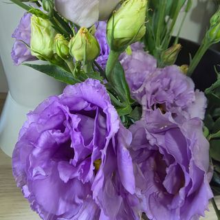 Molho de eustoma lavanda