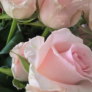 Ramo de 3 rosas cor de rosa