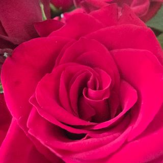 Ramo 3 rosas vermelhas