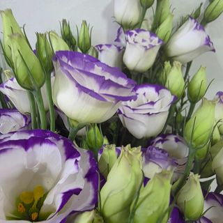 Ramo de eustoma branca com azul