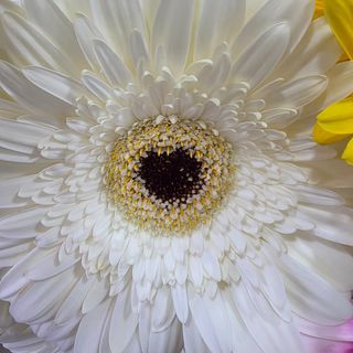 Gerbera branca