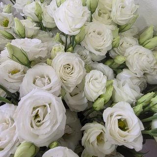 Ramo de eustoma branca