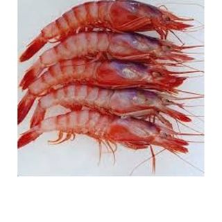 Gamba do listado