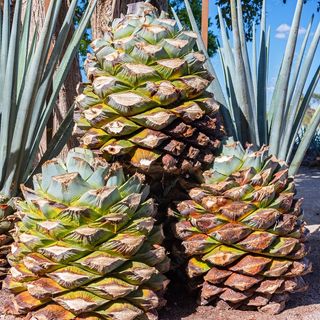 Apa plata izvorul dintre brazi 0.5l