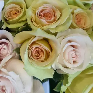 Buchet 11 trandafiri  scurti
