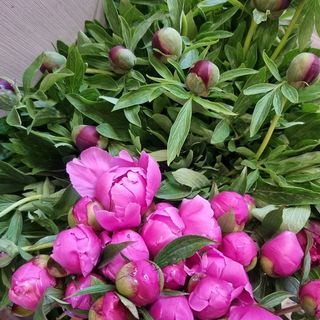 Buchet 17 Bujori 