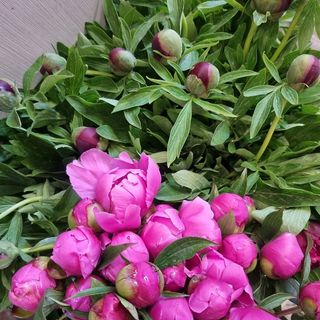 Buchet 19 Bujori 