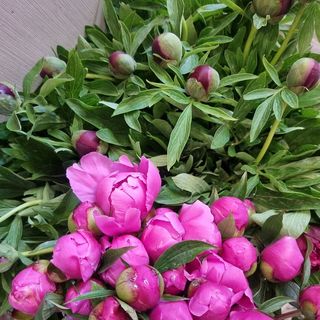 Buchet 21 Bujori 