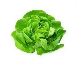 Salata verde