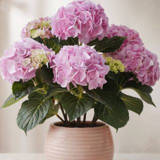 Hortensie mare în pământ 