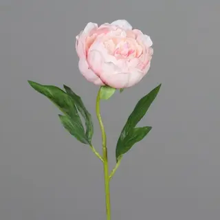Fir de bujor