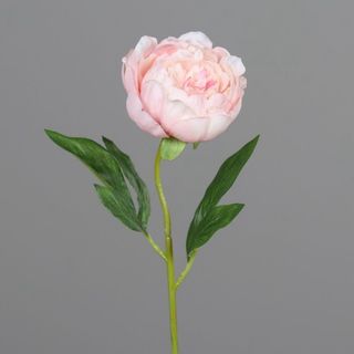 Fir de bujor
