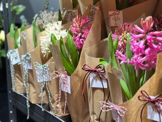 Zambilă în ghiveci