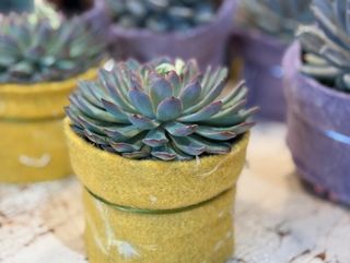 Planta suculentă XL