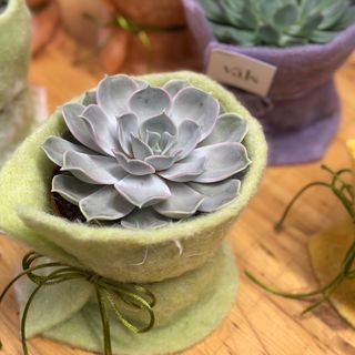 Echeveria L