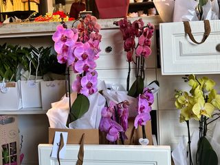 Orhidee Phalaenopsis