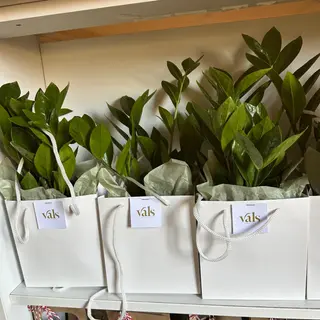 Zamioculcas