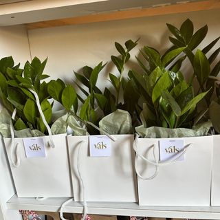 Zamioculcas