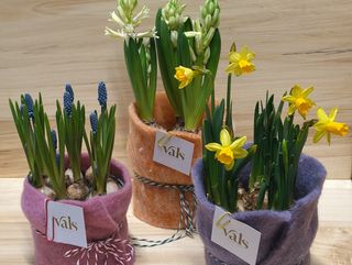 Bulbi de primăvară îmbrăcați în lână