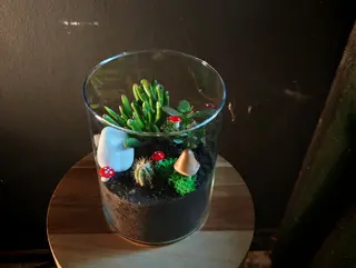 Terariu mare cu cactus si suculente